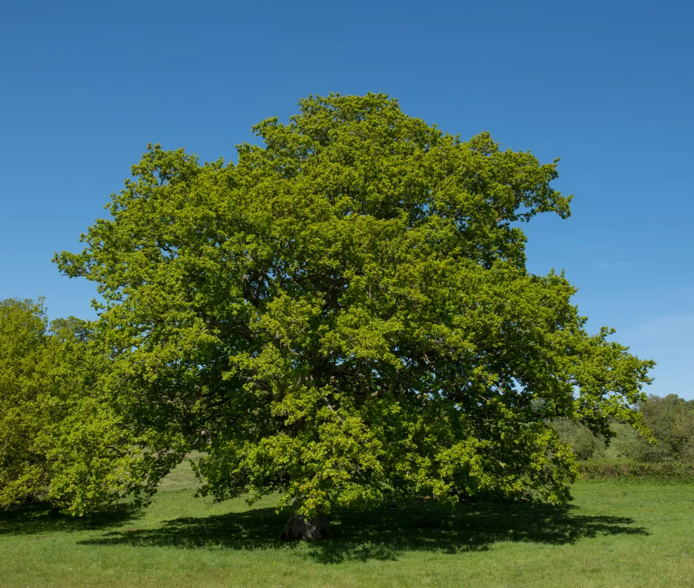 European oak tree, also known as white oak, or  common oak
